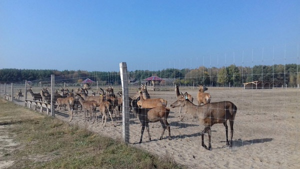 oplotenie systémov výstavba jeleních fariem komplexný servis oplotenie veľkých plôch Poľsko